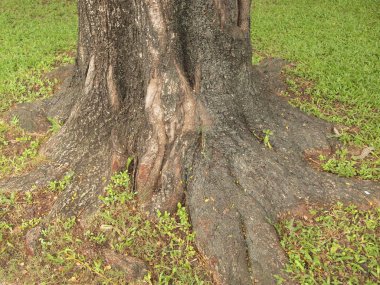 Orman Ağaç kökleri ile