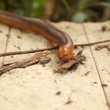 Kaldırımda korkunç kırkayak