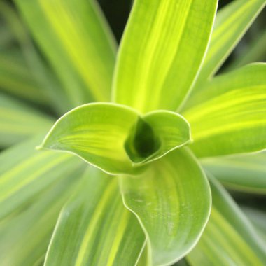 taze ve yeşil yaprak