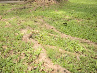 Orman Ağaç kökleri ile