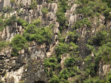 Rock yamacın ağaçlar ve yeşil bitki örtüsü ile yakın çekim