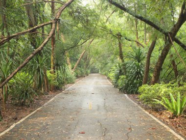 yol ve ağaçların çevresinde