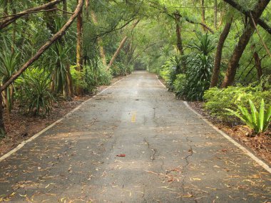 yol ve ağaçların çevresinde