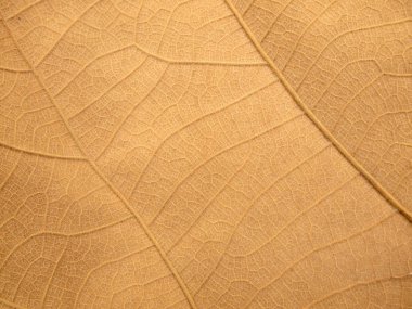 Kuru kahverengi yaprak doku