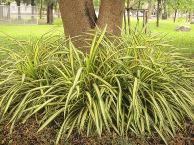 yeşil ağaç ayakta büyük bir ağaç altında