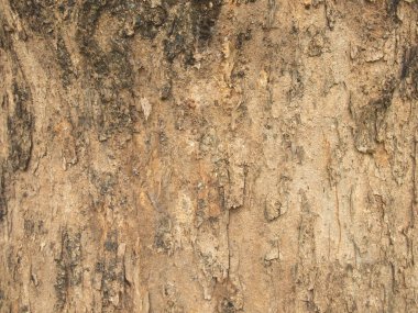 Ağaç kabuğu dokusu kapat