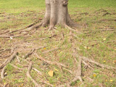 Orman Ağaç kökleri ile