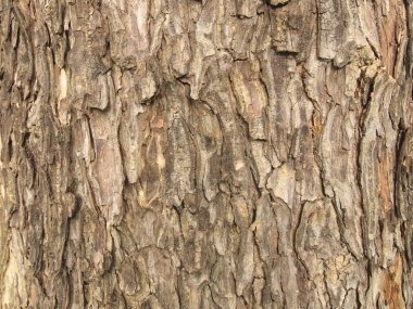 Ağaç kabuğu dokusu kapat
