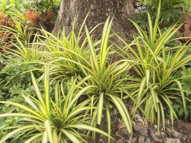 yeşil ağaç ayakta büyük bir ağaç altında