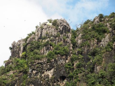 rock yamaç ağaç ve yeşil yeşillik