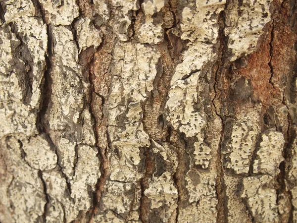 Textura Corteza Árbol Cerca — Foto de Stock
