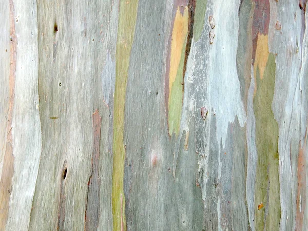 Ağaç Kabuğu Dokusu Kapat — Stok fotoğraf