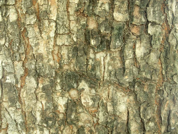 Tree Bark Texture Close — Stock Photo, Image