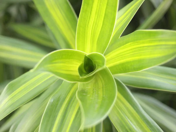 Hojas Frescas Verdes — Foto de Stock