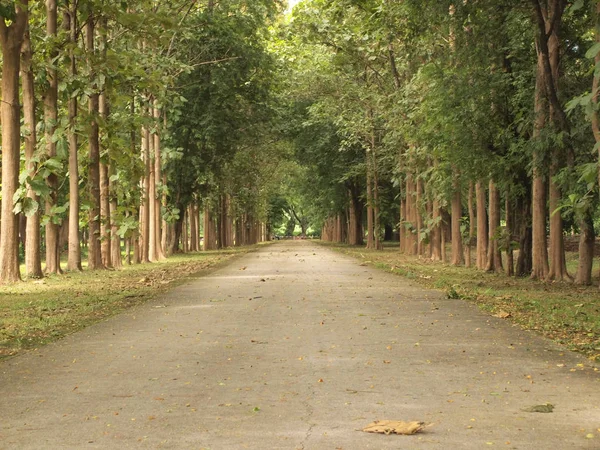 Route Autour Des Arbres — Photo