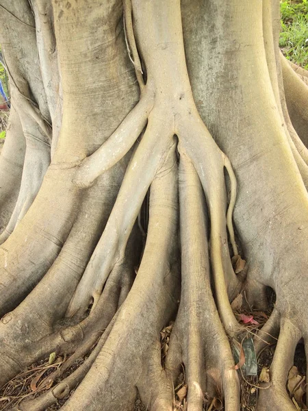 Árbol Forestal Con Raíces — Foto de Stock