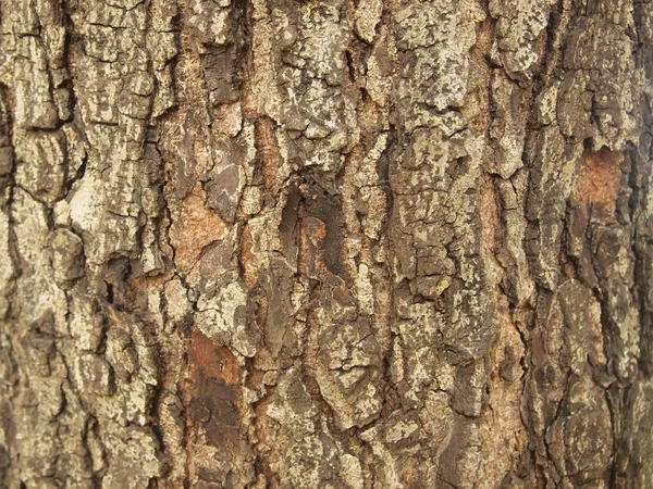 Texture Écorce Arbre Gros Plan — Photo