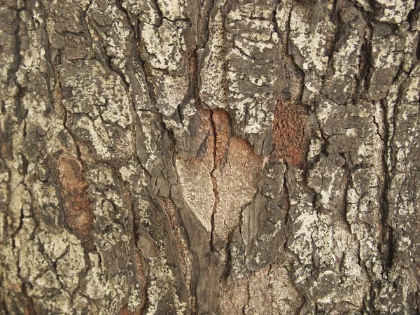 Struttura Della Corteccia Dell Albero Vicino — Foto Stock