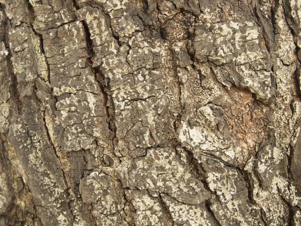 Struttura Della Corteccia Dell Albero Vicino — Foto Stock