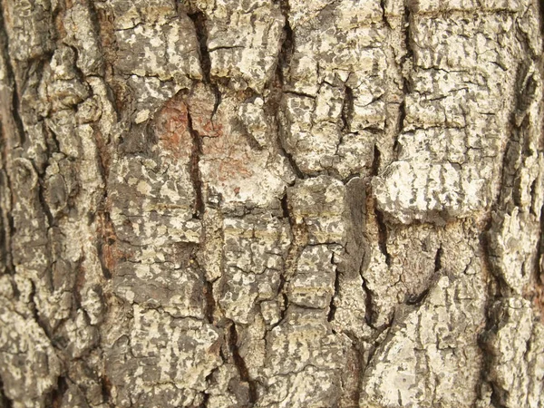 Tree Bark Texture Close — Stock Photo, Image