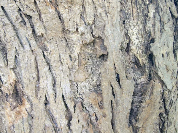 Текстура Коры Дерева Близка — стоковое фото