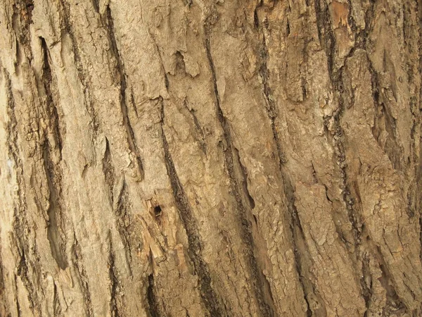 Konsystencja Kory Drzewa Zbliżenie — Zdjęcie stockowe