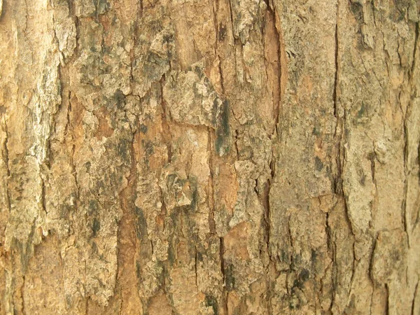 Struttura Della Corteccia Dell Albero Vicino — Foto Stock