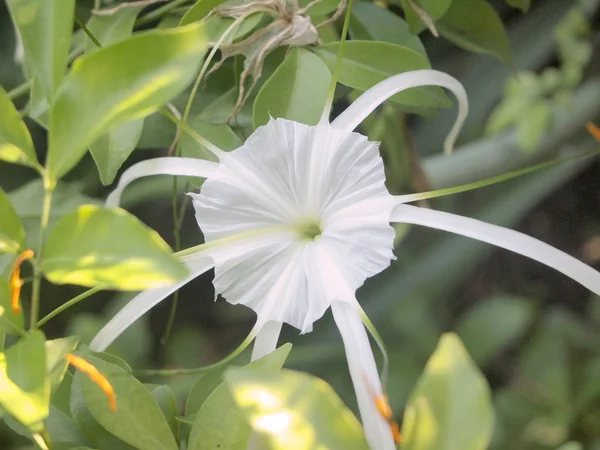 Lys Araignée Blanc Amaryllidaceae Lys Araignée — Photo