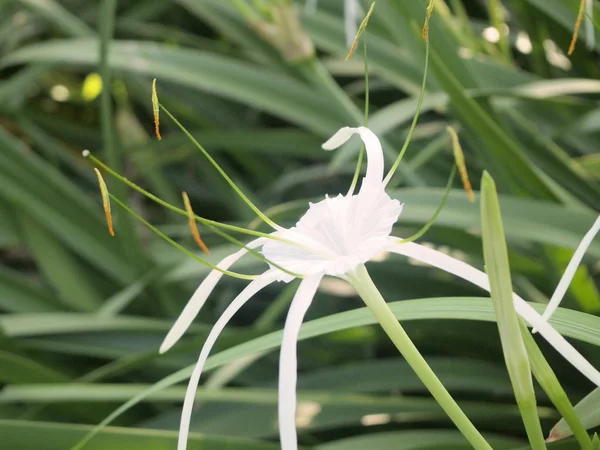 Білий Павук Лілії Або Amaryllidaceae Павук Лілії — стокове фото