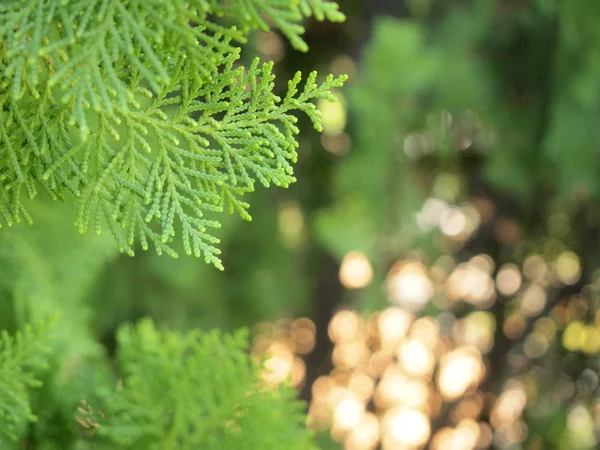 松の木の緑の葉 — ストック写真