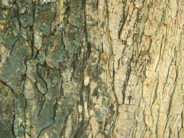 Konsystencja Kory Drzewa Zbliżenie — Zdjęcie stockowe