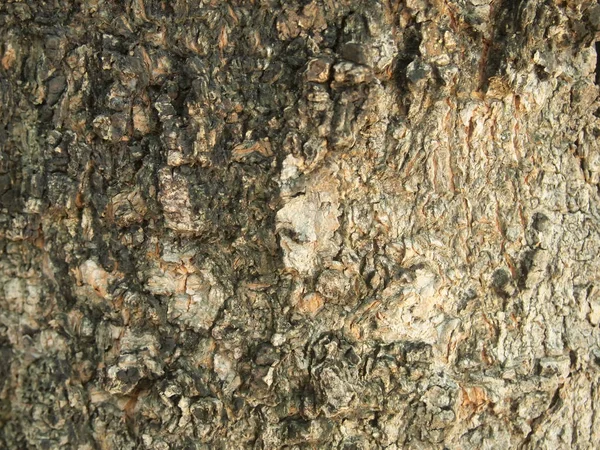 Tree Bark Texture Close — Stock Photo, Image