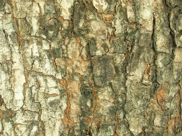 Текстура Коры Дерева Близка — стоковое фото