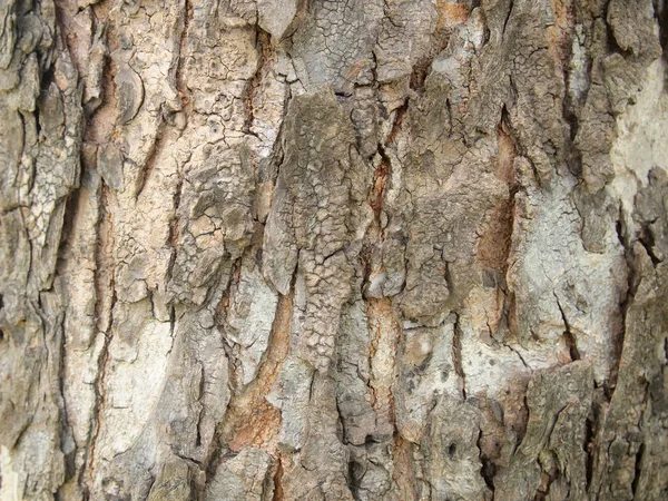 Textura Casca Árvore Close — Fotografia de Stock