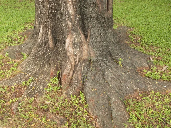 Árbol Forestal Con Raíces —  Fotos de Stock