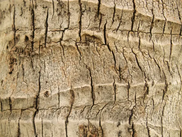 Textura Casca Árvore Close — Fotografia de Stock