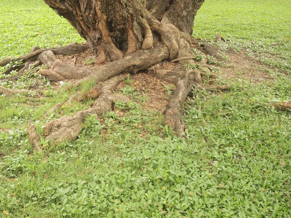 Дерево Корнями — стоковое фото