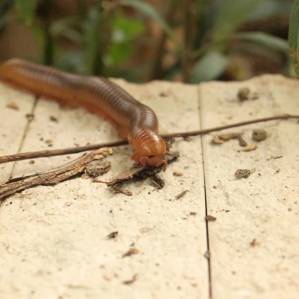 Effrayant Mille Pattes Sur Trottoir — Photo