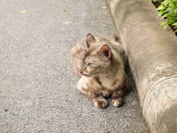 Portrait Chat Dans Berceau — Photo