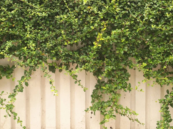 Zielony Liść Ścianie — Zdjęcie stockowe