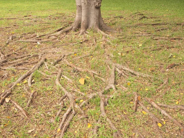 Árbol Forestal Con Raíces —  Fotos de Stock