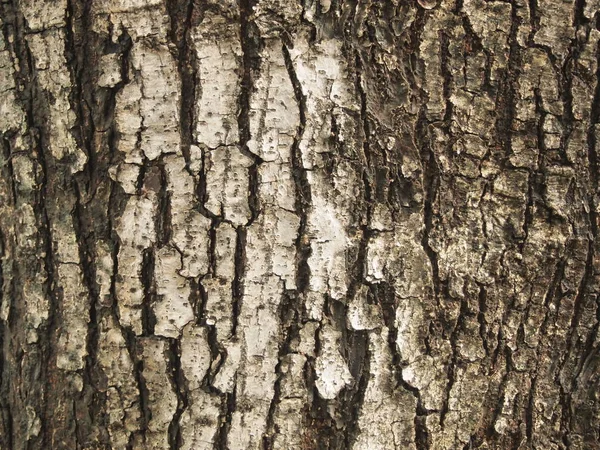 Struttura Della Corteccia Dell Albero Vicino — Foto Stock