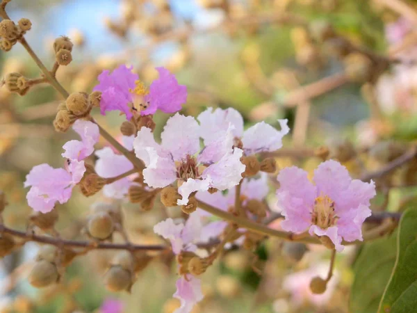 卡南迦草花的美丽的粉红色花软焦点 — 图库照片