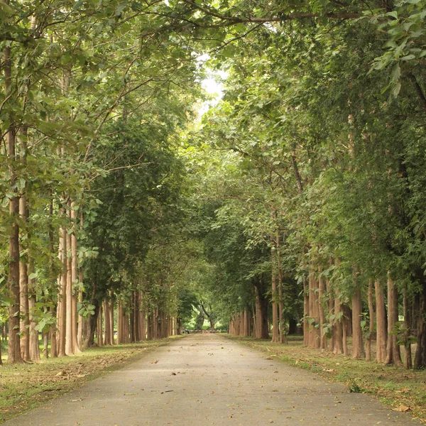 Route Autour Des Arbres — Photo