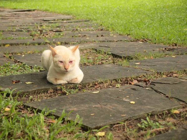 Ritratto Del Gatto Nella Prateria — Foto Stock