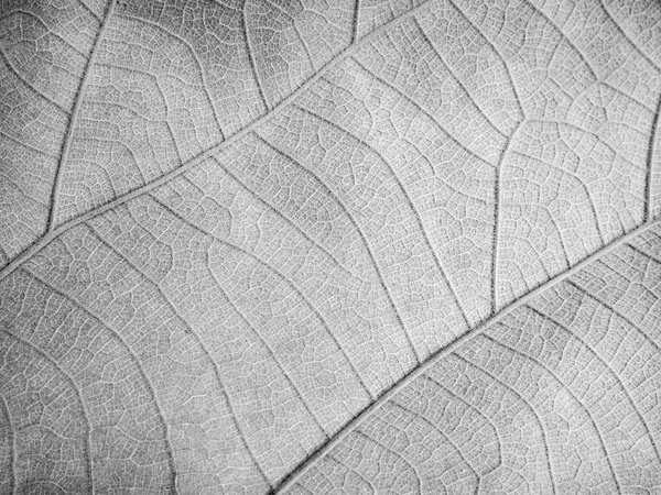 Textura Hoja Seca Blanco Negro — Foto de Stock