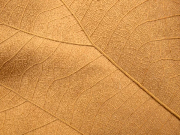 Textura Hoja Marrón Seca —  Fotos de Stock