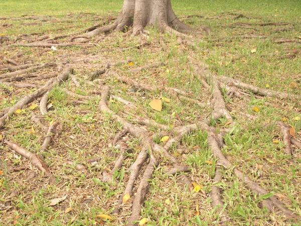 Árbol Forestal Con Raíces —  Fotos de Stock