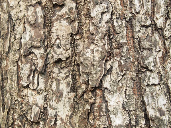 Baumrindenstruktur Aus Nächster Nähe — Stockfoto