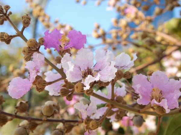 卡南迦草花的美丽的粉红色花软焦点 — 图库照片